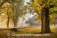 Autumn at Gostwyck Chapel surrounded by Elm trees, near Uralla, New England Tableland, New South Wales, Australia.