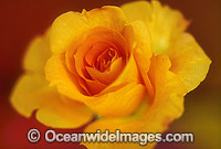 Yellow Rose (Rosa sp.). New South Wales, Australia