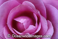 Pink Rose (Rosa sp.). New South Wales, Australia