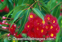 Eucalyptus gum tree flowers. New South Wales, Australia