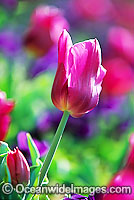 Tulip Flower. Canberra, ACT, Australia