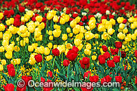 Bed of multi-coloured Tulip Flowers. Canberra, ACT, Australia
