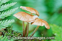 Australian Rainforest Fungi. Photo was taken in tropical rainforest, near Coffs Harbour, New South Wales, Australia