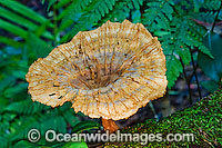 Australian Rainforest Fungi (Cymatoderma elegans ). Photo was taken in tropical rainforest, near Coffs Harbour, New South Wales, Australia