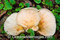 Underside of an Australian Rainforest Fungi (possibly: Omphalotus nidiformis) that has fallen from a tree trunk. Photo was taken in tropical rainforest, near Coffs Harbour, New South Wales, Australia
