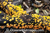 Australian Rainforest Fungi. Photo was taken in Lamington World Heritage National Park, Queensland, Australia.