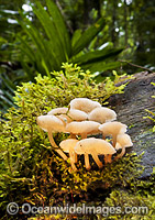 Australian Rainforest Fungi. Photo was taken in tropical rainforest at Dorrigo World Heritage National Park. New South Wales, Australia.
