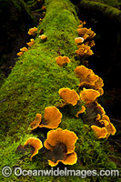 Temperate rainforest fungi, situated in Mount Field National Park, Tasmania, Australia.