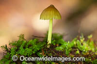 Fungi (Mycena sp.). Photo taken in Bruxner Nature Reserve Rainforest, Coffs Harbour, New South Wales, Australia.