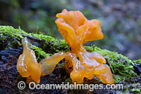 Witches' Butter Fungi (Tremella mesenterica). Photo taken in Bruxner Nature Reserve Rainforest, Coffs Harbour, New South Wales, Australia.