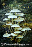 Fungi (Filoboletus manipularis). Photo taken in Bruxner Nature Reserve Rainforest, Coffs Harbour, New South Wales, Australia.