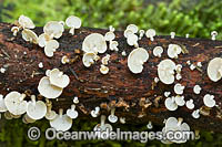 Fungi (Dictyopanus puscillus). Photo taken in Bruxner Nature Reserve Rainforest, Coffs Harbour, New South Wales, Australia.