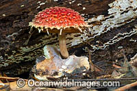 Fungi (Boletellus sp.). Photo taken in Bruxner Nature Reserve Rainforest, Coffs Harbour, New South Wales, Australia.