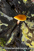 Rainforest Fungi. Photo taken in Bruxner Nature Reserve Rainforest, Coffs Harbour, New South Wales, Australia.