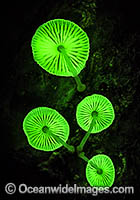 Bioluminescent Fungi. Photographed at night in Bruxner Nature Reserve Rainforest, Coffs Harbour, New South Wales, Australia.