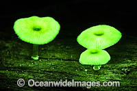Bioluminescent Fungi. Photographed at night in Bruxner Nature Reserve Rainforest, Coffs Harbour, New South Wales, Australia.