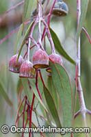Eucalypt Gum Nuts (Eucalyptus caesia). Central Wheatbelt, Western Australia.