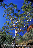 Ghost gum. Kings Canyon, Northern Territory, Central Australia.
