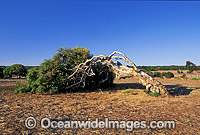 Wind-swept Eucalypt Gum tree - leaning caused by prevailing winds. Geraldton, Western Australia