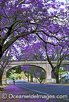 Jacaranda Trees (Jacaranda mimosifolia) line the streets of Grafton, New South Wales, Australia