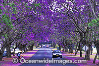 Jacaranda Tree Jacaranda mimosifolia) avenue at Grafton, New South Wales, Australia