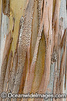 Detail of bark naturally (seasonally) shedding from a Eucalypt tree. Phillip Island, Victoria, Australia