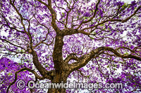 Jacaranda Tree, photographed in full flower during the Jacaranda Festival in Grafton City, New South Wales, Australia. The city of Grafton is the commercial hub of the Clarence River Valley, known as Jacaranda City.