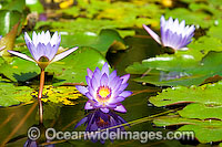 Water lily, or Waterlily (Nymphaea sp.) A common water plant that can be seen in ponds and water ways throughtout tropical Australia. Despite their name, water-lilies are not related to the true lilies (Family Liliaceae).