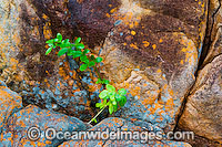 A tropical coastal plant struggles for survival growing in a crack of a large beach boulder covered in Lichen. Blue Pearl Two Beach, Hayman Island, Whitsunday Islands, Queensland Australia