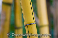 Tropical Garden Bamboo. Used in gardens throughout tropical Australia