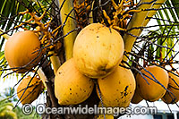 Coconut fruit in a coconut palm tree. Cultivated on the Cocos (Keeling) Islands, Indian Ocean, Australia