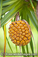 Seed pod of Pandanas Scew Palm (Pandanas sp.) Found on tropical and sub-tropical island and coastal areas of tropical and sub-tropical Australia