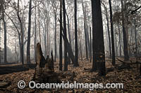 World Heritage-listed Cunnawarra National Park, swept with wild bushfire. December, 2019.