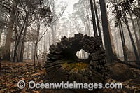 World Heritage-listed Cunnawarra National Park, swept with wild bushfire. December, 2019.