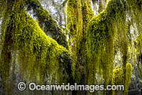 Gondwana Rainforest, draped in hanging moss. New England National Park, New South Wales, Australia. This rainforest is inscribed on the World Heritage List in recognition of its outstanding universal value.