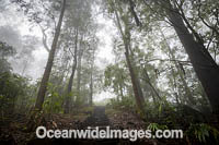Rainforest cloaked in mist. Bruxner Park Flora Reserve. Coffs Harbour, New South Wales, Australia.