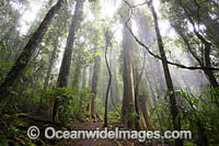 Rainforest draped in mist in the Dorrigo National Park, part of the Gondwana Rainforests of Australia World Heritage Area. Dorrigo, NSW, Australia. Inscribed on the World Heritage List in recognition of its outstanding universal value.