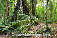 Buttress tree in sub-tropical rainforest. Lamington World Heritage National Park, Queensland, Australia.