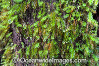 Water droplets on rainforest moss attached to a tree trunk. Photo taken at Lamington World Heritage National Park, Queensland, Australia.