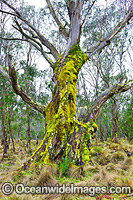 Moss covered Eucalypt Tree and tussocky snow grass in woodland. New England National Park, New South Wales, Australia. This forest is inscribed on the World Heritage List in recognition of its outstanding universal value.