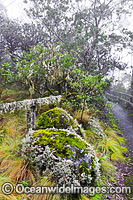 Track to Point Lookout. New England National Park, New South Wales, Australia. This subtropical rainforest is inscribed on the World Heritage List in recognition of its outstanding universal value.