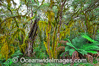 Gondwana Rainforest, draped in hanging moss. New England National Park, New South Wales, Australia. This rainforest is inscribed on the World Heritage List in recognition of its outstanding universal value.