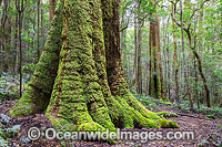 Moss covered Antarctic Beech Tree (Nothofagus moorei) in Gondwana Rainforest. New England World Heritage National Park, New South Wales, Australia.