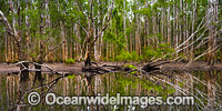 Paperbark Forest and Swamp, situated in the Bongil Bongil National Park, near Coffs Harbour, New South Wales, Australia.