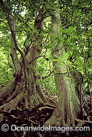 Pisonia Tree (Pisonia grandis) rainforest. Palmyra Atoll. National Wildlife Refuge Island, USA Territory, Pacific Ocean