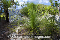 Grass tree, also known as Black boy, Hayman Island, Whitsunday Islands, Queensland, Australia