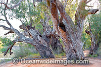 Giant River Red Gums (Eucalyptus camaldulensis), situated on the banks of the Darling River, near Menindee, New South Wales, Australia