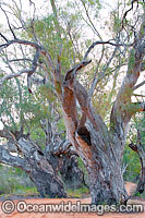 Giant River Red Gums (Eucalyptus camaldulensis), situated on the banks of the Darling River, near Menindee, New South Wales, Australia