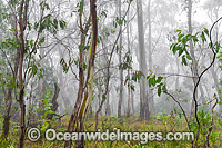 Open woodland of snow gum, shining gum and tussocky snow grass in mist. New England National Park, New South Wales, Australia. This subtropical rainforest is inscribed on the World Heritage List in recognition of its outstanding universal value.