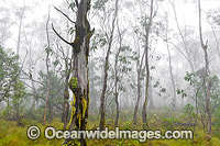 Open woodland of snow gum, shining gum and tussocky snow grass in mist. New England National Park, New South Wales, Australia. This subtropical rainforest is inscribed on the World Heritage List in recognition of its outstanding universal value.